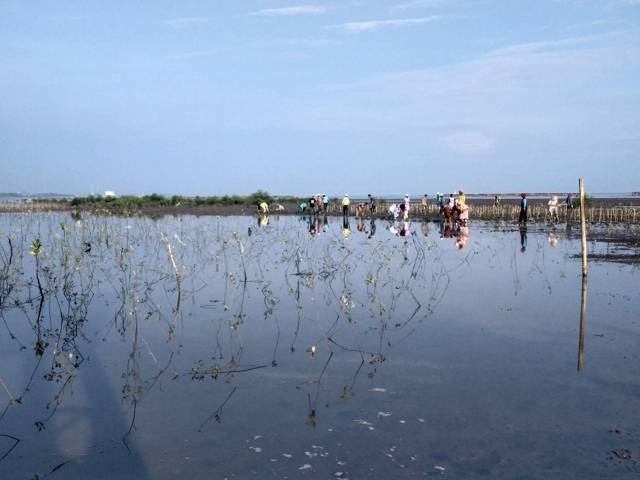 Penduduk Desa Banggi menanam mangrove_foto pribadi