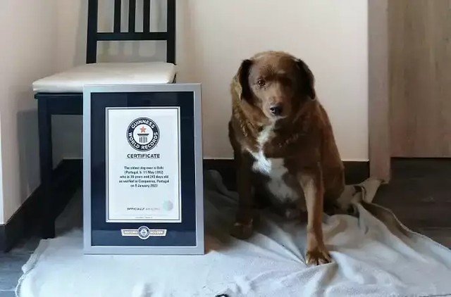 Bobi meraih titel anjing tertua di dunia oleg Guinness World Record Foto: Guinness World Records