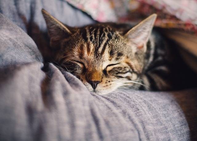 Ilustrasi kucing tidur berapa jam. Foto: Pixabay