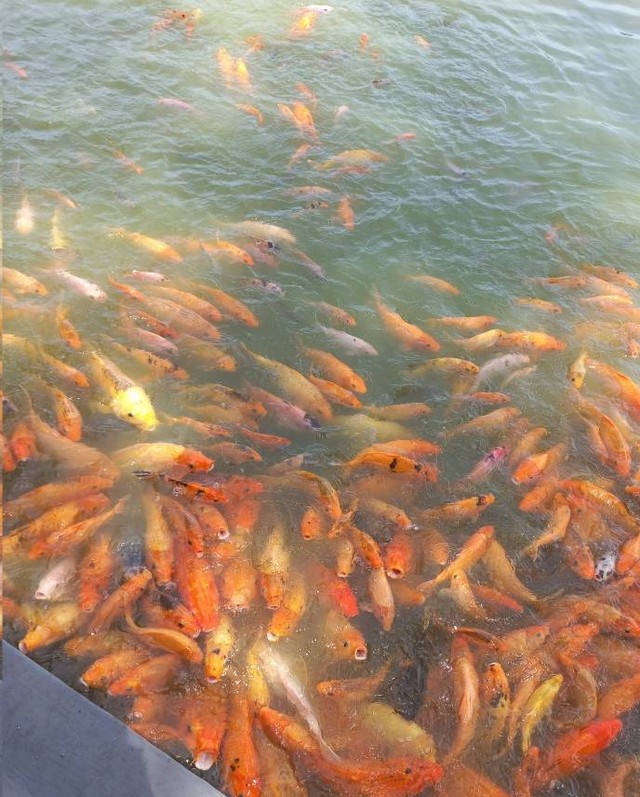 Ikan-ikan di danau Kampus C Unair. Sumber: Dokumen pribadi