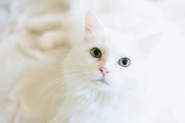 Ilustrasi jenis kucing ras. Sumber: Emily Hopper/pexels.com 