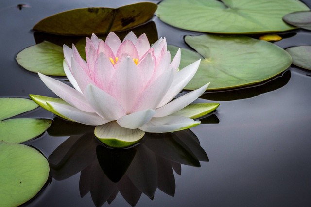 Ilustrasi foto tumbuhan penjernih kolam ikan. Sumber foto: Unsplash