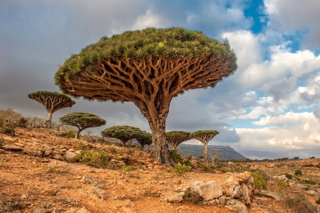 Pohon Darah Naga di Pulau Socotra di Yaman. Foto: javarman/Shutterstock