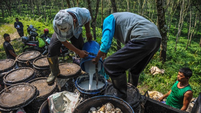 Buruh tani menuang getah karet hasil panen di perkebunan karet Desa Mandalasari, Cikalong Wetan, Kabupaten Bandung Barat, Jawa Barat, Jumat (26/52023). Foto: ANTARA FOTO/Raisan Al Farisi