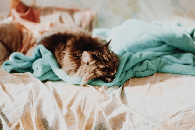 Ilustrasi Ciri-Ciri Kucing Flu. Foto: dok. Linh Nguyen (Unsplash)