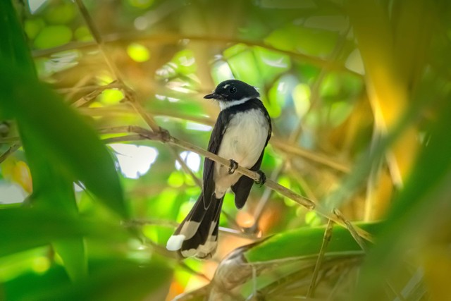 Ilustrasi Makanan Burung Kacer. Foto: dok. Erik Karits (Unsplash)