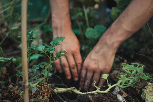 Ilustrasi foto pemupukan tanaman dengan benar. Sumber foto: Unsplash