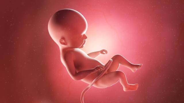 Ilustrasi bayi dalam kandungan. Foto: Shutter Stock