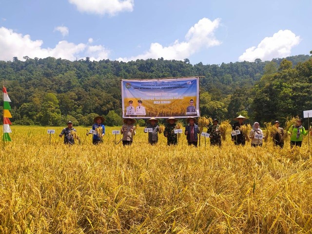 Bupati Aron panen raya di Desa Semabi. Foto: Dok. Diskominfo Kabupaten Sekadau