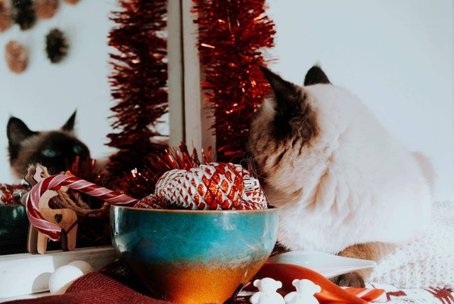 Ilustrasi Kucing Birman. Sumber foto: Pexels/Dagmara Dombrovska. 