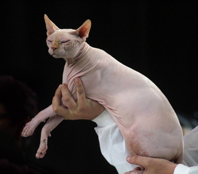 Ilustrasi ciri-ciri kucing Sphynx. Sumber foto: Pixabay