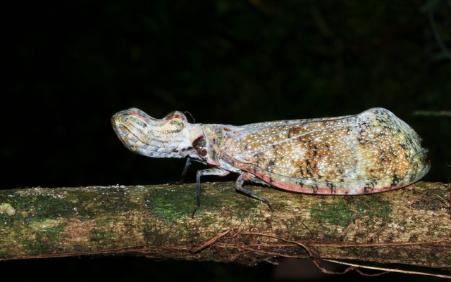 Serangga aligator (Fulgora laternaria), hewan aneh yang ditemukan di Amazon.  Foto: Shutterstock