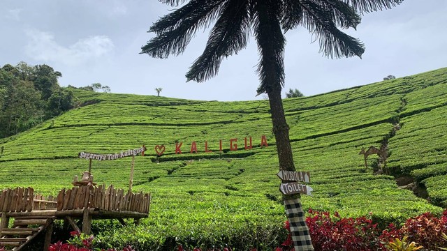 Kebun Teh Kaligua. Sumber : Dokumen Pribadi