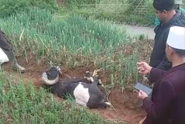 Domba yang kakinya terikat di sebuah area perkebunan bawang daun yang dicurigai hasil curian.  Foto: Polsek Pacet