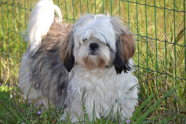 Ilustrasi anjing Shih Tzu. Sumber foto: Pixabay