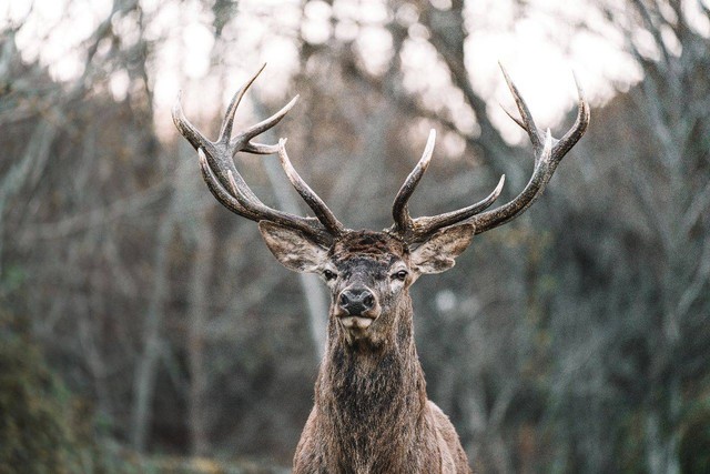 Ilustrasi Makanan Rusa Berdasarkan Habitat. Foto: Unsplash.com/Federico Di Dio photography