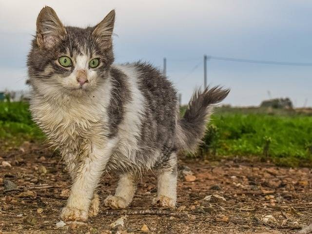 Dokumentasi kucing yang hidup liar, foto by Pixabay.com
