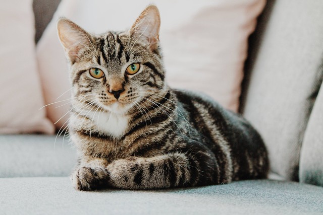 Ilustrasi Kucing Kembang Telon. Foto: dok. Erik-Jan Leusink (Unsplash)