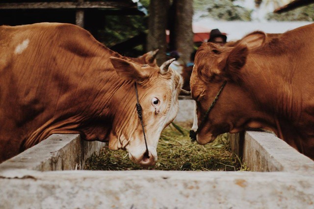 Ilustrasi Hukum Makan Daging Kurban Sendiri dalam Islam. Foto: Unsplash.com/Alwi Hafizh A.