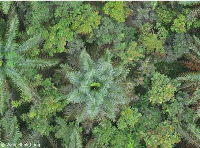 Pulau Pohon untuk Keanekaragaman Hayati di Perkebunan Kelapa Sawit