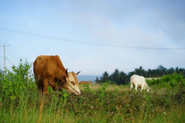 Ilustrasi Apa Hukum Qurban sebelum Aqiqah? Ini Penjelasannya. Foto: Unsplash.com/Taliwang Mengaji