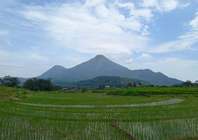 Ilustrasi Pertanian di Indonesia, Lokasi: Jawa Timur (Foto: Dokumentasi Pribadi)