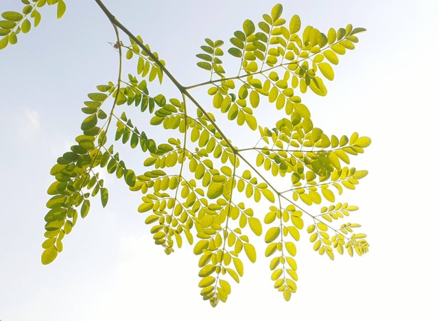 Manfaat daun kelor (Moringa oleifera), sumber: Pexels