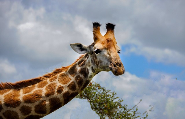 Jam Operasional Taman Safari 2023, Lengkap dengan Harga Tiket Masuknya. Foto: Pexels/Frans van Heerden.
