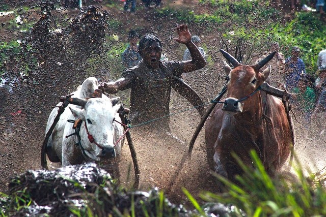 Ilustrasi pepatah Minang. Foto: pixabay.com/Faridaridhwan