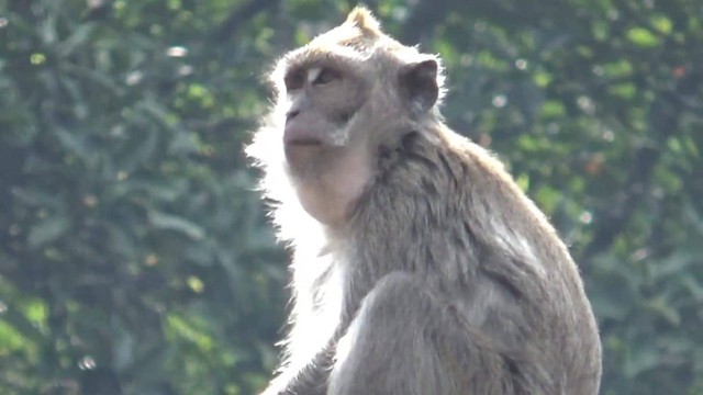 Monyet di kawasan hutan lindung Telaga Warna, Puncak turun ke rest area Segar Alam, Ciloto, Cipanas, Cianjur, Jawa Barat. Foto: Dok. Istimewa
