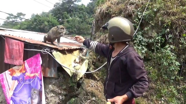 Monyet di kawasan hutan lindung Telaga Warna, Puncak turun ke rest area Segar Alam, Ciloto, Cipanas, Cianjur, Jawa Barat. Foto: Dok. Istimewa