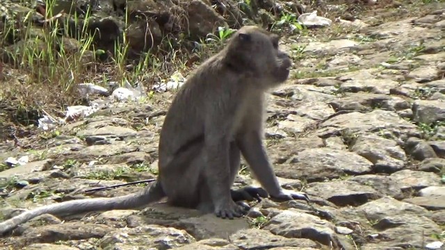 Monyet di kawasan hutan lindung Telaga Warna, Puncak turun ke rest area Segar Alam, Ciloto, Cipanas, Cianjur, Jawa Barat.  Foto: Dok. Istimewa