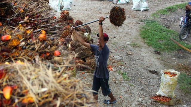 Pekerja mengangkut buah kelapa sawit di kawasan PT Perkebunan Nusantara II, Kecamatan Batang Kuis, Kabupaten Deli Serdang, Sumatera Utara, Jumat (2/6/2023). Foto: ANTARA FOTO/Yudi