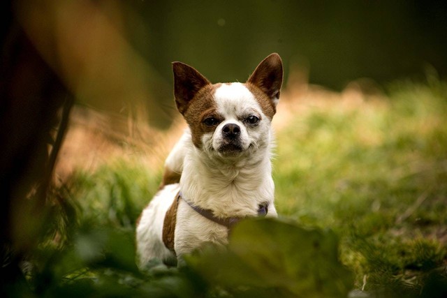 Ilustrasi jenis anjing khas Bali. Sumber: Denis Mustafaev/pexels.com