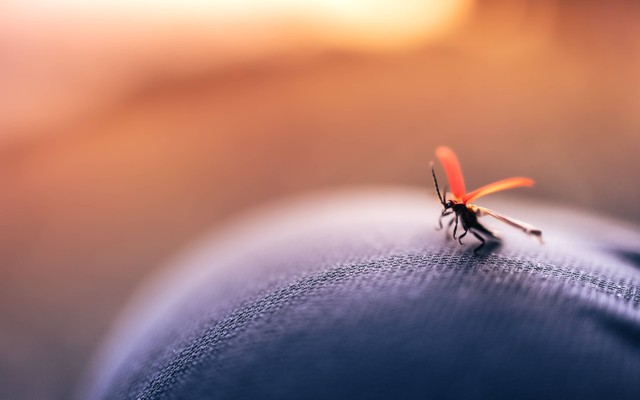 Ilustrasi Cara Mengusir Nyamuk di Kamar. Foto: Unsplash/Marek Piwnicki