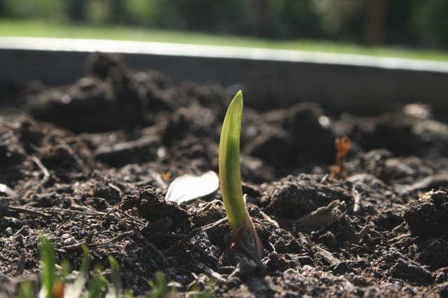 Ilustrasi Cara Menanam Daun Bawang. Foto: Unsplash/Tina Xinia.