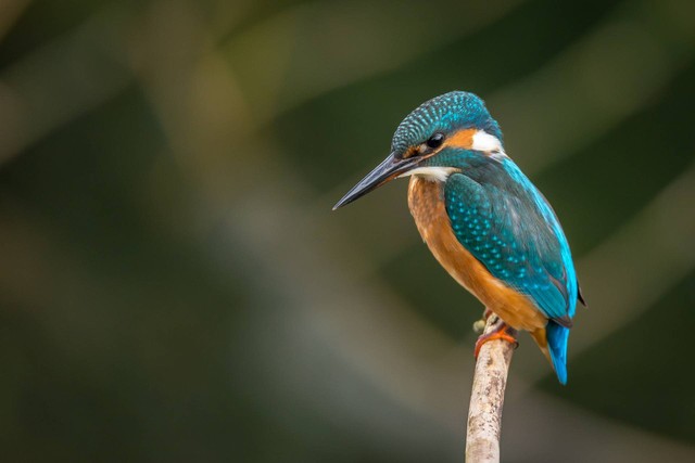 Ilustrasi burung serindit. Sumber foto: Unsplash