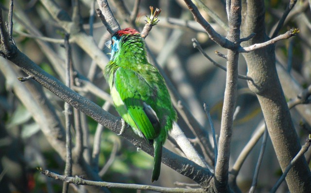 Ilustrasi burung punai. Sumber foto: Unsplash