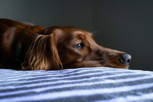 Ilustrasi ciri-ciri anjing demam. Sumber foto: Unsplash