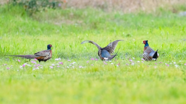 Ilustrasi Pengertian Ekosistem. Foto: Pexels.