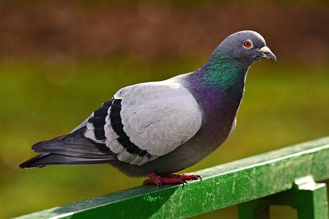 Ilustrasi makanan burung dara. Foto: Pixabay