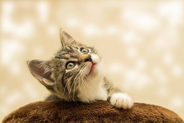 Ilustrasi cara mengatasi kucing tidak mau makan dan lemas. Foto: Pixabay