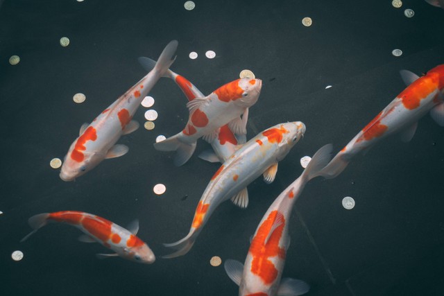 Ilustrasi Ciri-Ciri Ikan Koi. Foto: dok. River Fx (Unsplash)