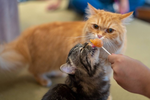 Ilustrasi kucing makan. Sumber foto: Unsplash
