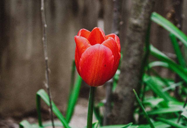 Ilustrasi cara menanam rosella. Sumber foto: Pixabay