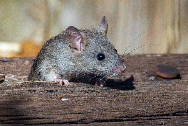 Cara Menghilangan Tikus di Rumah. Foto: Unsplash/Joshua J. Cotten.