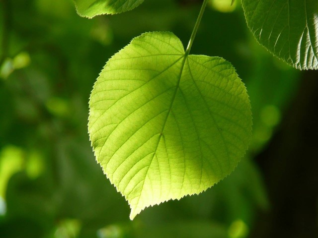 Ilustrasi cara menanam nilam. Sumber foto: Pixabay