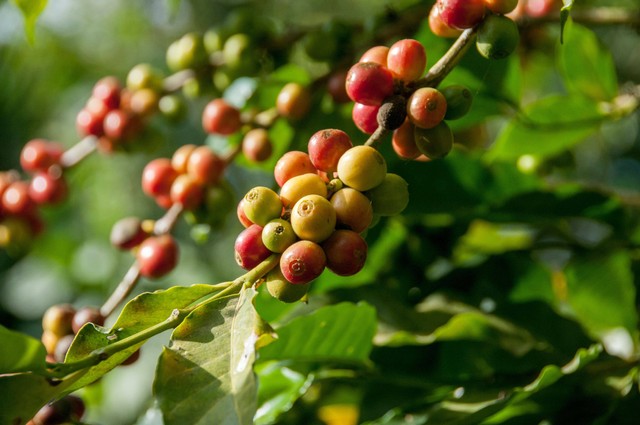 Ilustrasi Cara Menanam Kopi Arabika. Foto: dok. Rodrigo Flores (Unsplash)