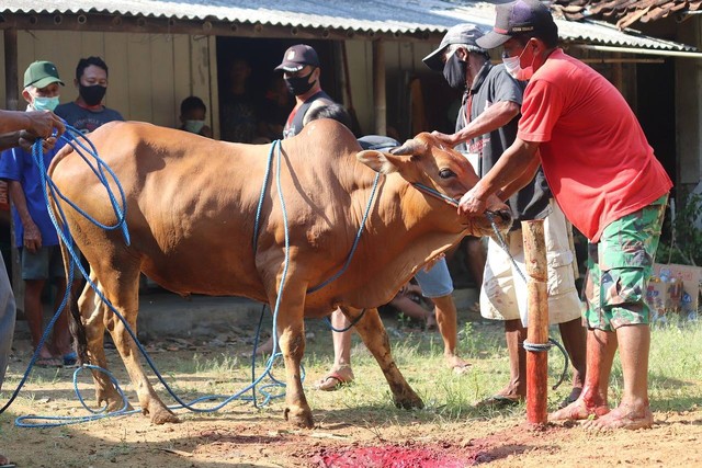 ilustrasi pemotongan hewan qurban. Photo: https://pixabay.com/id/