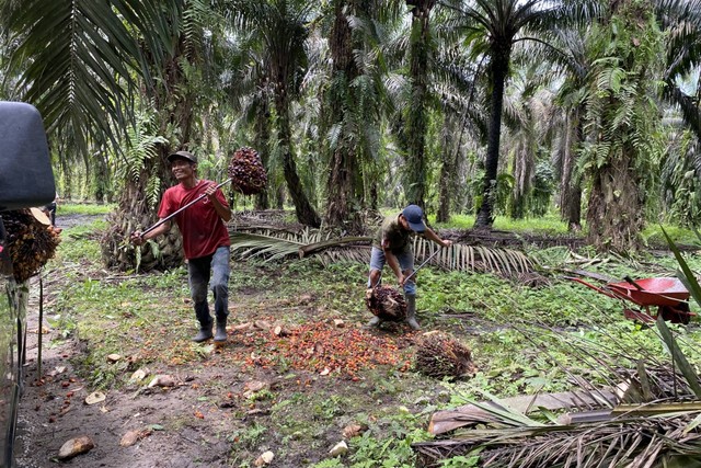 Musim Mas Group sedang memberikan pelatihan kepada para petani swadaya di Siak, Riau, Rabu (7/6/2023). Foto: Sinar Utami/kumparan